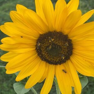 Puma Women's Train Forever Leggings - Size S - M68